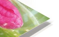 Wild Tea Rose HD Metal print