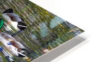 Duck Relfectons HD Metal print