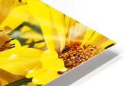 False Sunflower Impression metal HD
