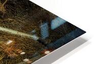 Kittens and hay HD Metal print