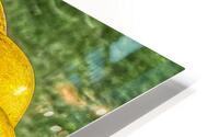 Squash HD Metal print