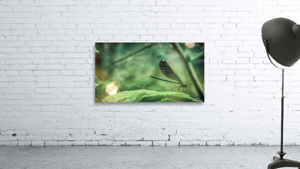 Dragonfly Leaf Tip Dance Wall Preview