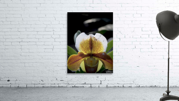 Iris Wall Preview