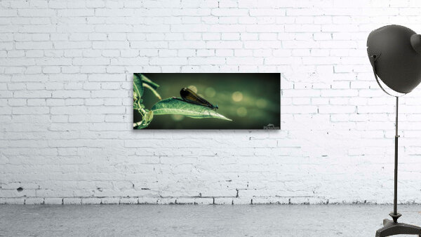 Woven Dragonfly Wings Wall Preview