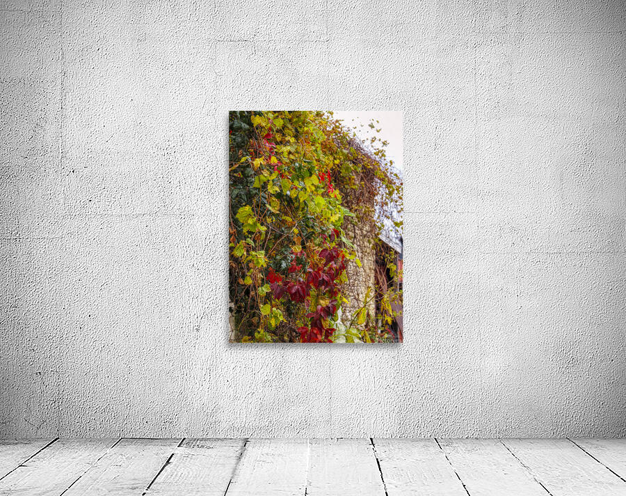Vine House Wall Preview