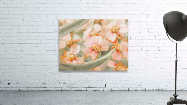 Spring Peach Wall Preview
