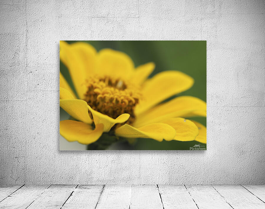 Cheery Daisy Wall Preview