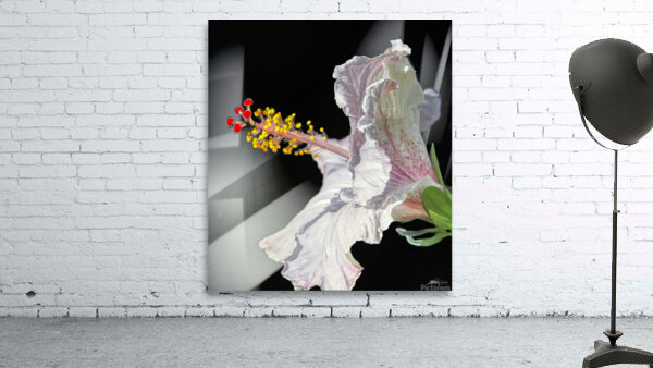 Hibiscus Wall Preview