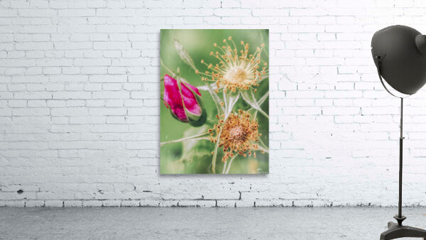 Rose Stars Wall Preview