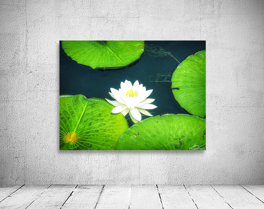 Lilly Pad Wall Preview