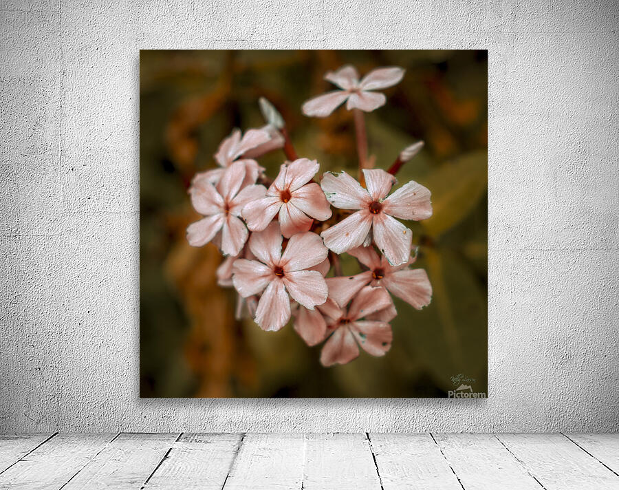 Delicate Petals Wall Preview