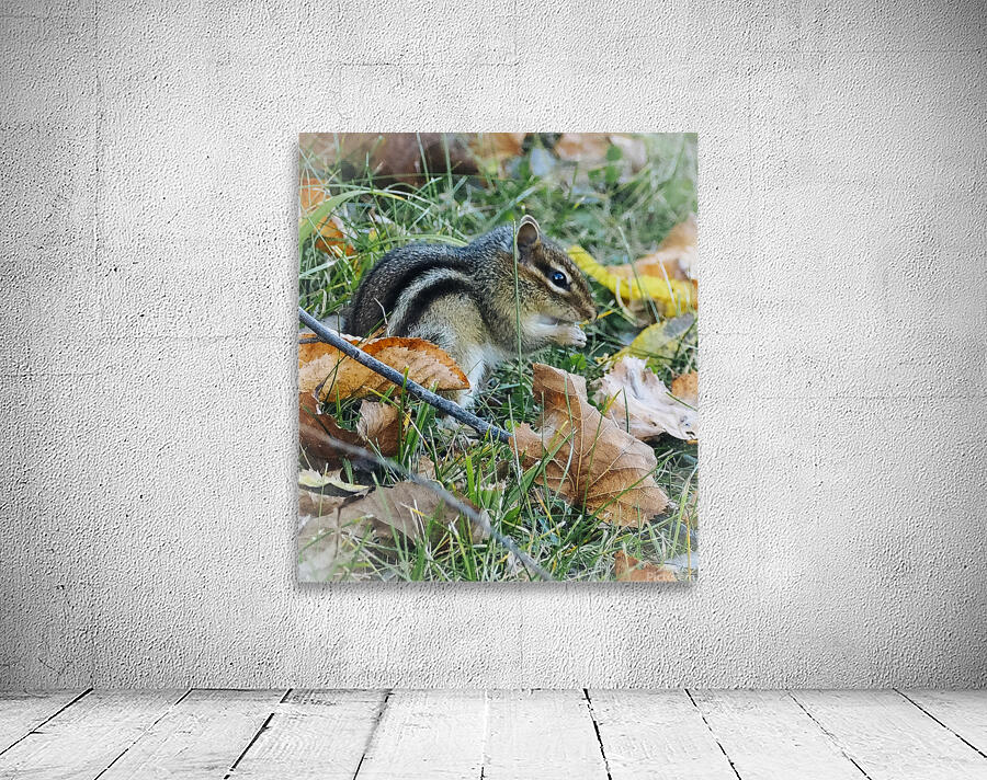 Chipmunk Wall Preview