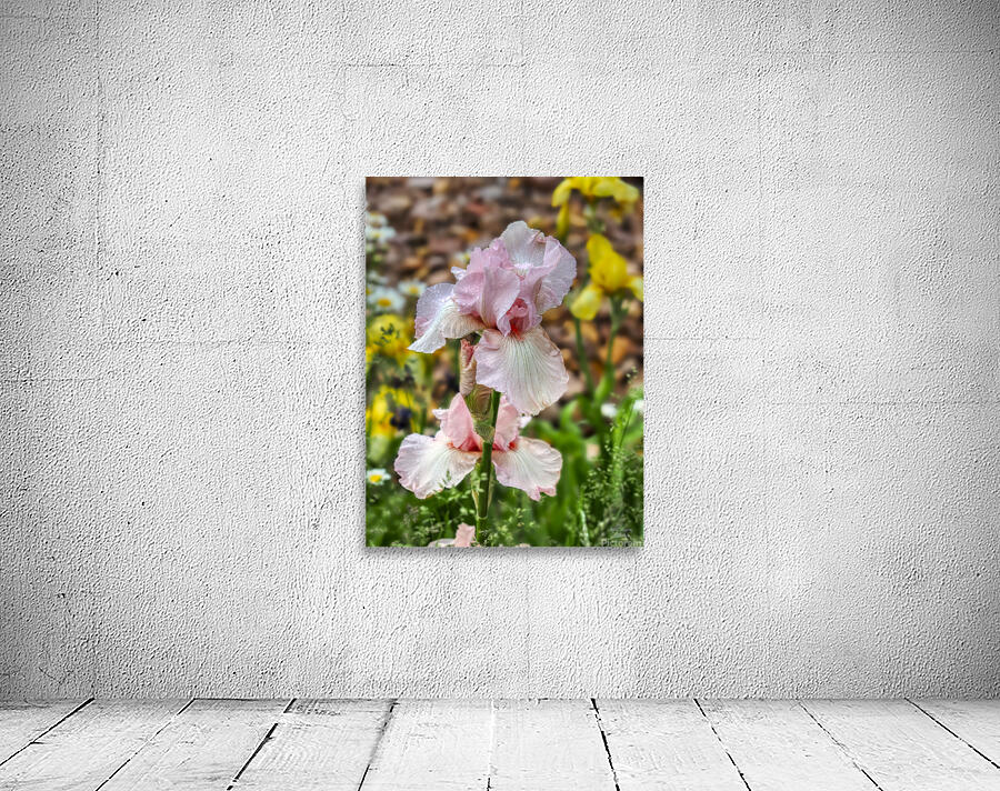 Pink Iris Wall Preview