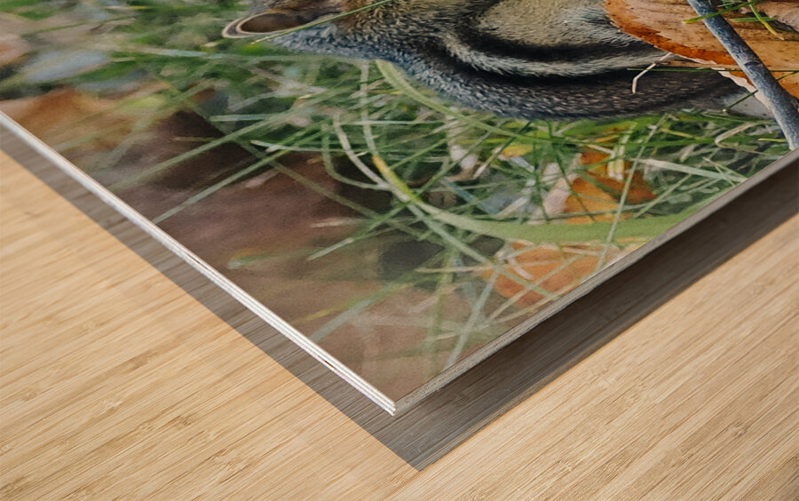 Chipmunk Wood print