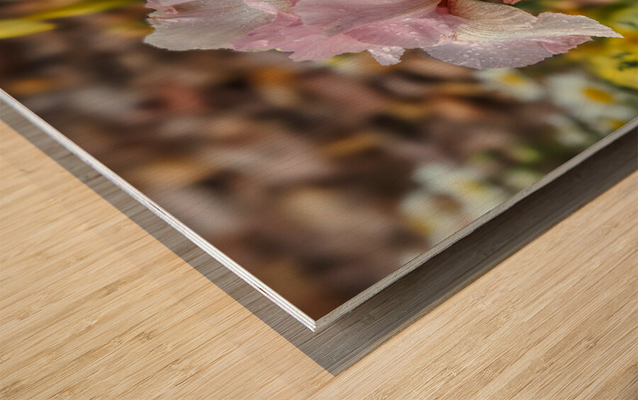 Pink Iris Wood print