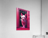 cat in door Acrylic Print
