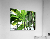 Green Shade Acrylic Print