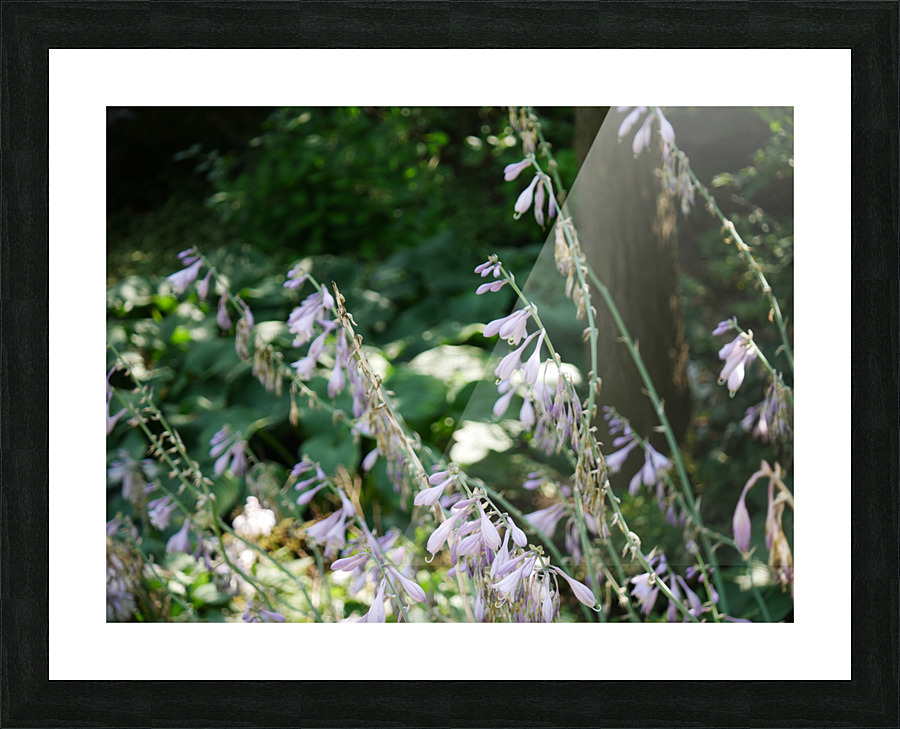 Hosta Clausa Shrub Picture Frame print