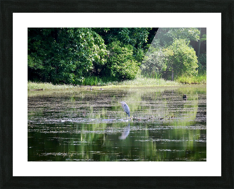 Peeping Tom Picture Frame print