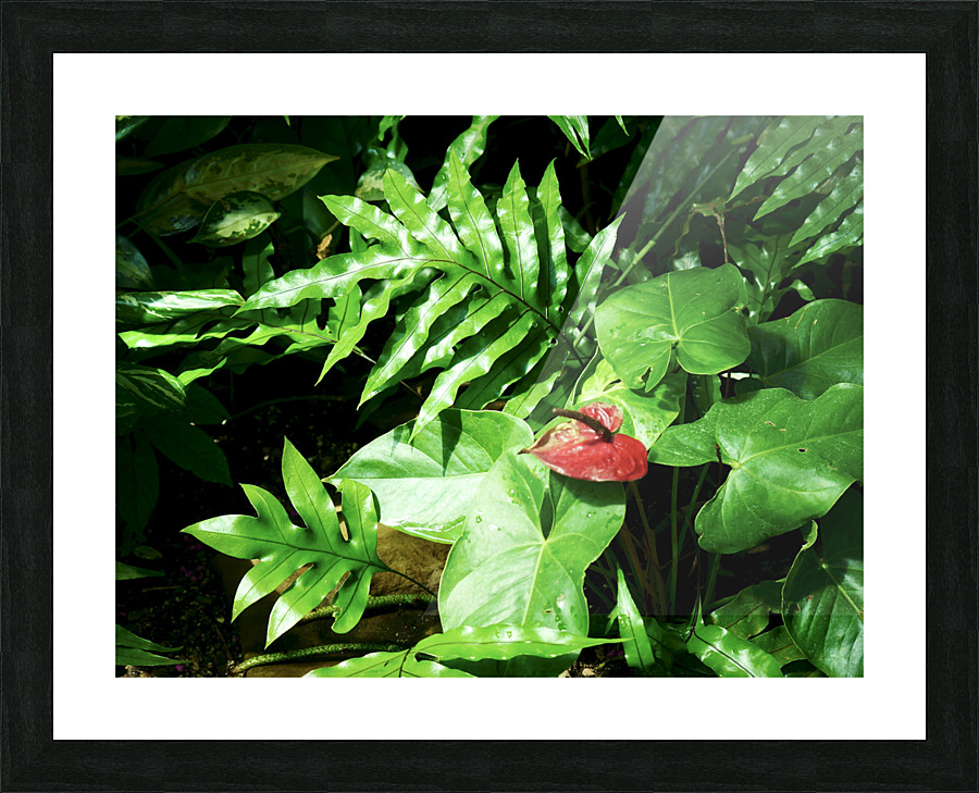 Anthurium Picture Frame print