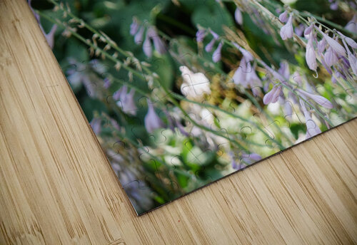 Hosta Clausa Shrub S E Koenig puzzle