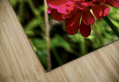 Contrast S E Koenig puzzle