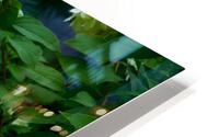 Shaded Hydrangea HD Metal print