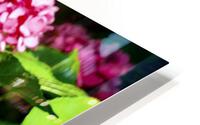 Pink Hydrangea Blooms HD Metal print