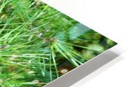 Bonsai HD Metal print