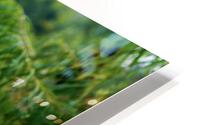 Hydrangea on the Lake HD Metal print