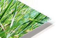 Cattails HD Metal print