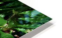Anthurium HD Metal print
