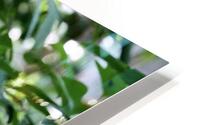 Jungle Belle HD Metal print