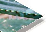 Succulent Macro HD Metal print