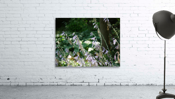 Hosta Clausa Shrub Wall Preview