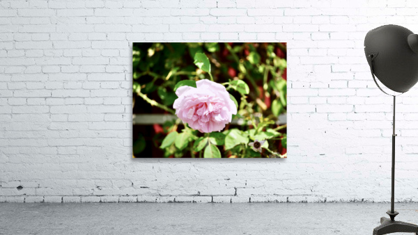 Pink Barn Rose Wall Preview