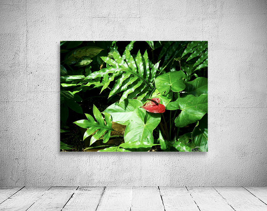 Anthurium Wall Preview
