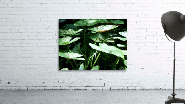 Moody Wall Preview