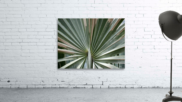 Jade Fan Wall Preview