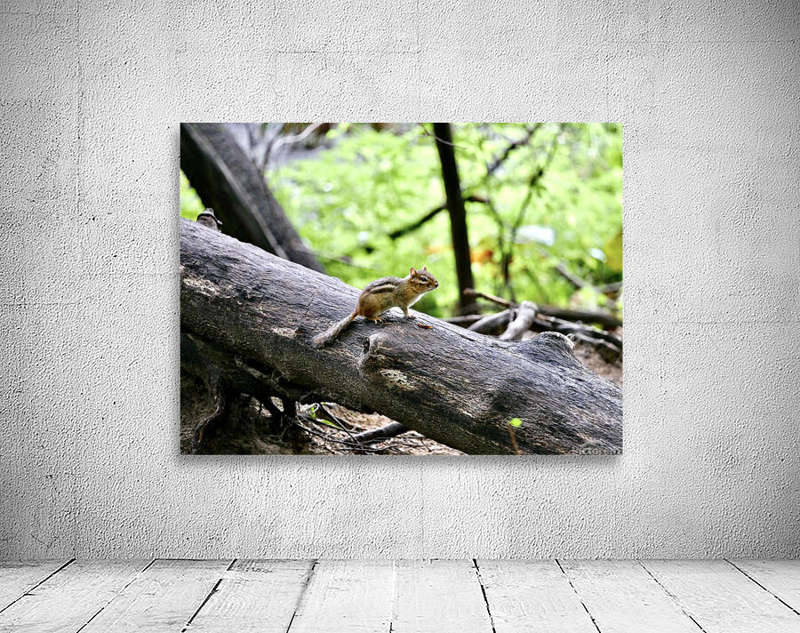 Storybook Chipmunk Wall Preview
