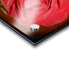 Rose Collection - 04 Acrylic print
