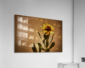 Golden Flower Acrylic Print