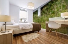 Tall Grass Impression murale