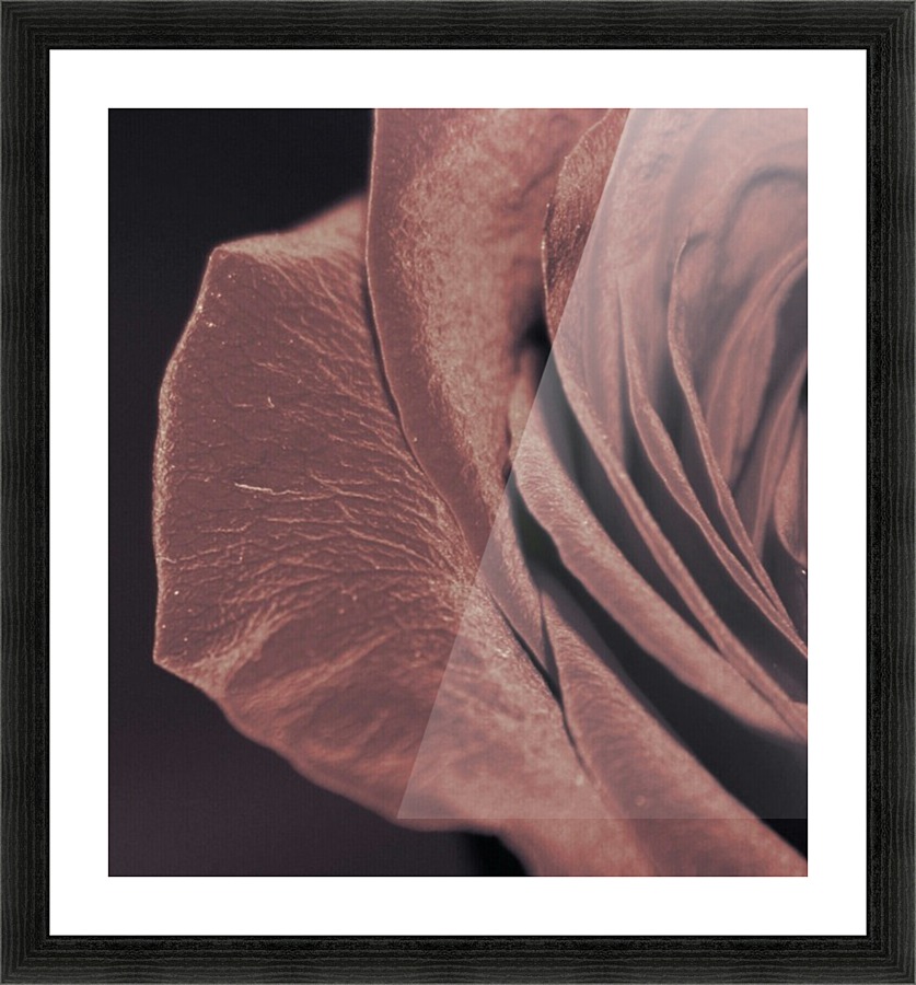 Rose Collection - 01 Picture Frame print