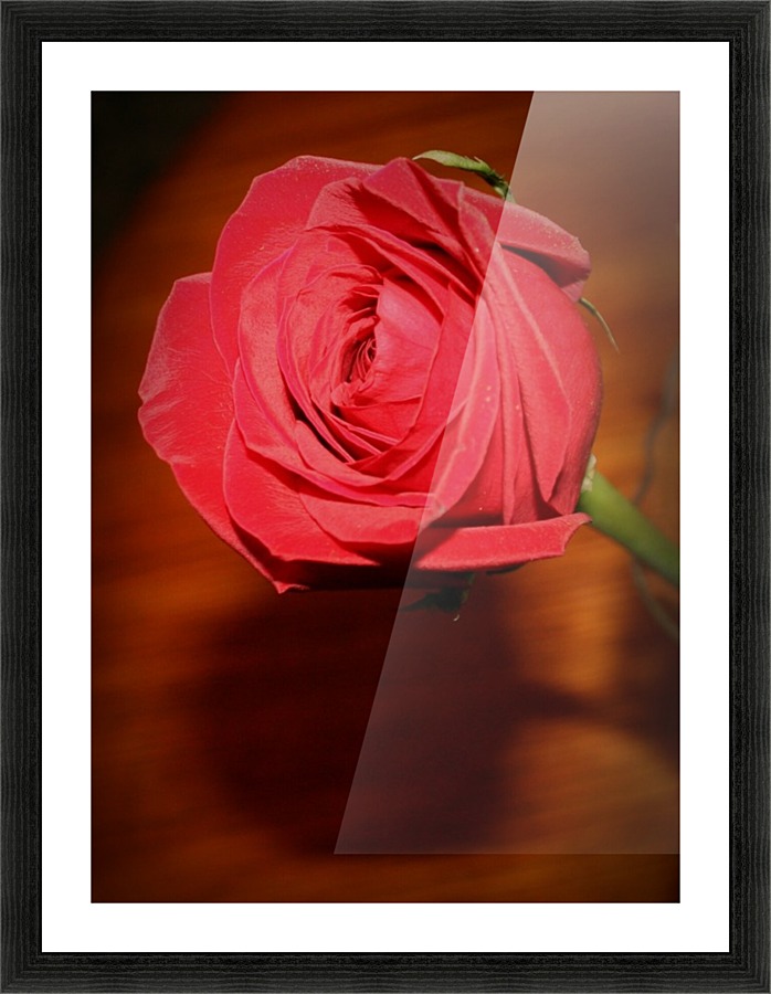 Rose Collection - 04 Picture Frame print