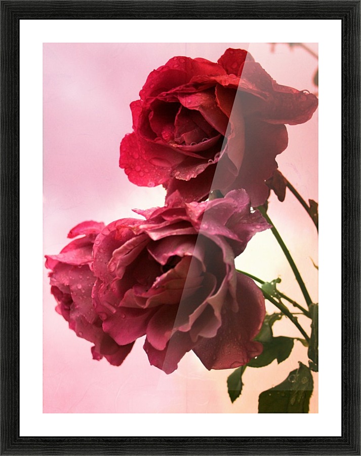 Rose Collection - 05 Picture Frame print