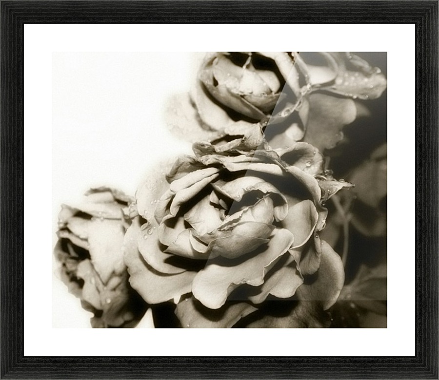Rose Collection - 06 Picture Frame print