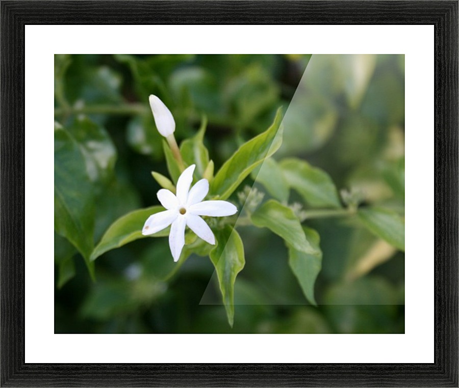 Nature - 04 Picture Frame print