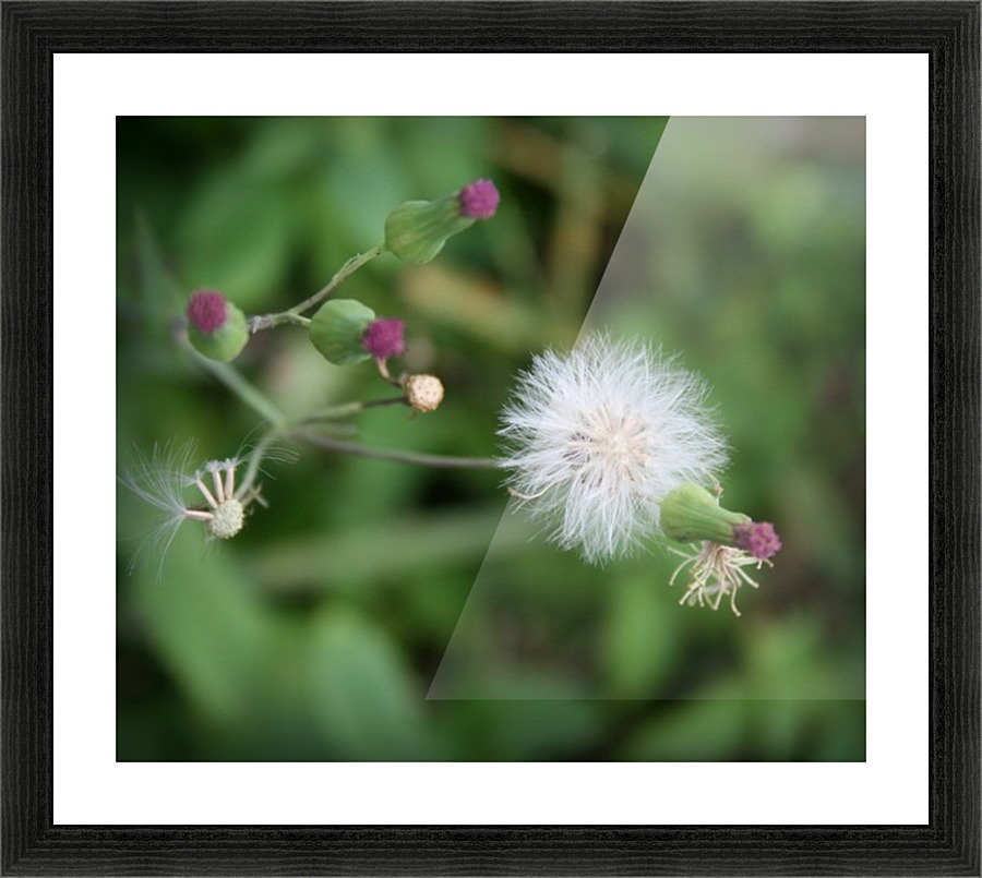 Nature - 01 Picture Frame print