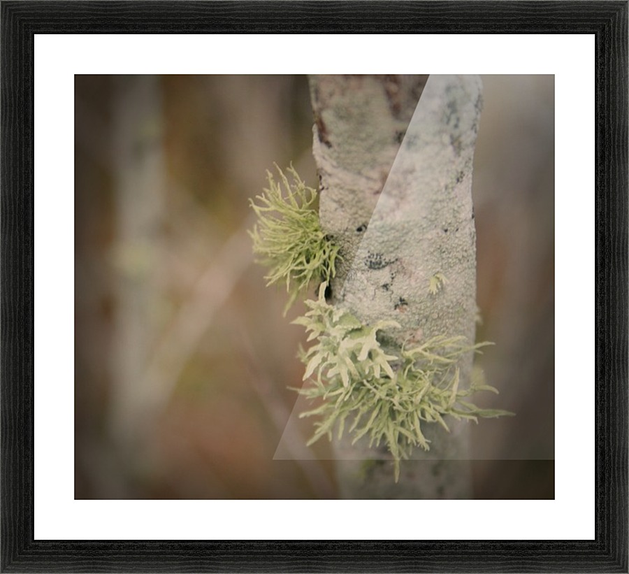 Nature - 11 Picture Frame print